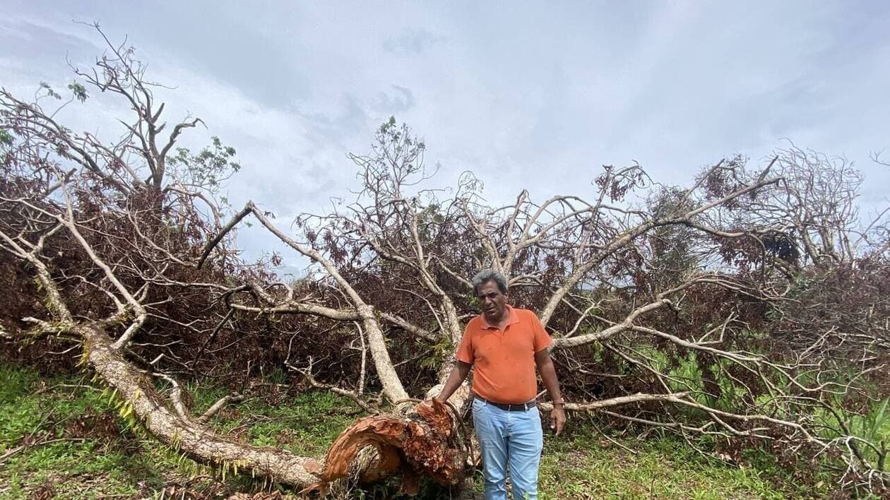 Cyclone Garance : « l’apocalypse » dans les vergers de letchis de l’est de La Réunion