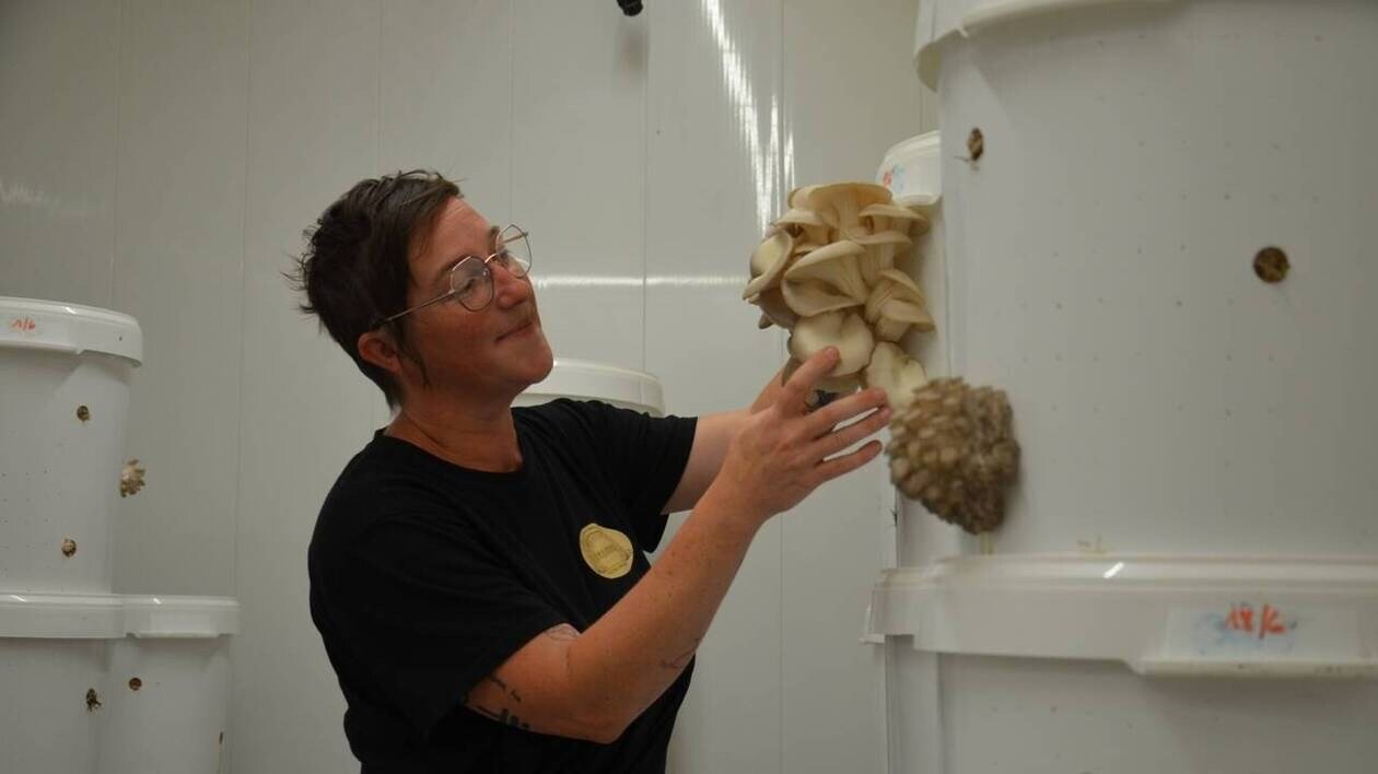 « La nature fait très bien les choses » : Marie-Anne cultive des champignons 100 % bios à La Harmoye
