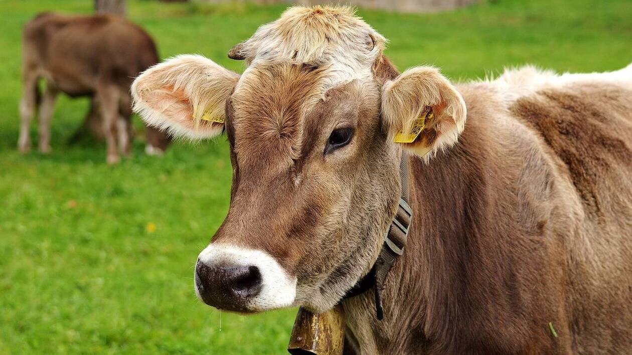 « Ding ding sous la fenêtre » : les cloches de ses vaches lui valent une amende