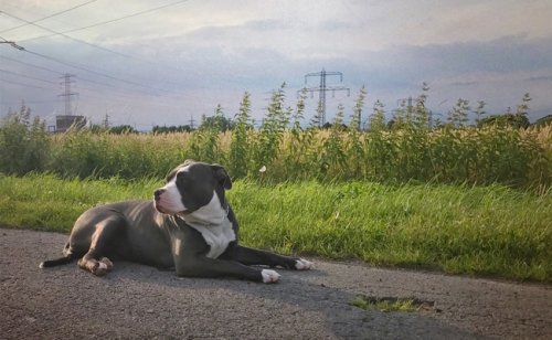 L'American Bully : caractère, éducation, santé, prix | Race de chien
