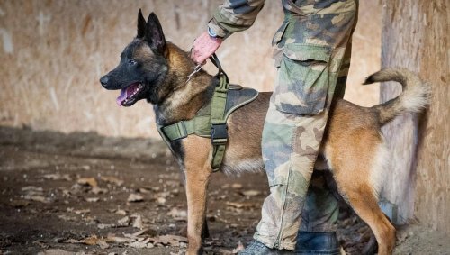 Qui est Leuk, le chien de l'armée française décoré à titre posthume au Royaume-Uni ?