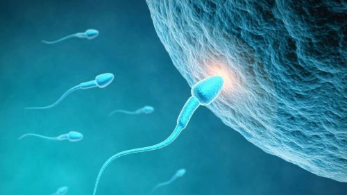 Des ados millionnaires organisent une course de spermatozoïdes à Los Angeles