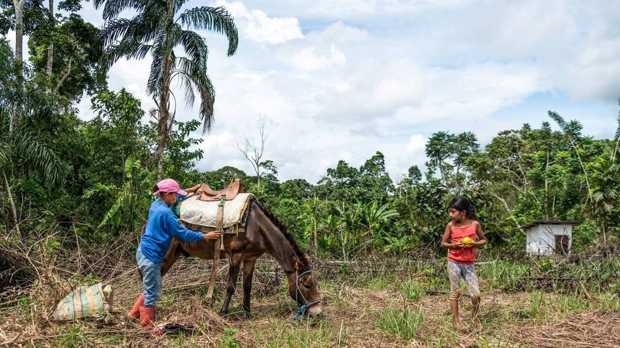 Déforestation. En Amazonie, les agriculteurs s’engagent pour préserver leurs terres