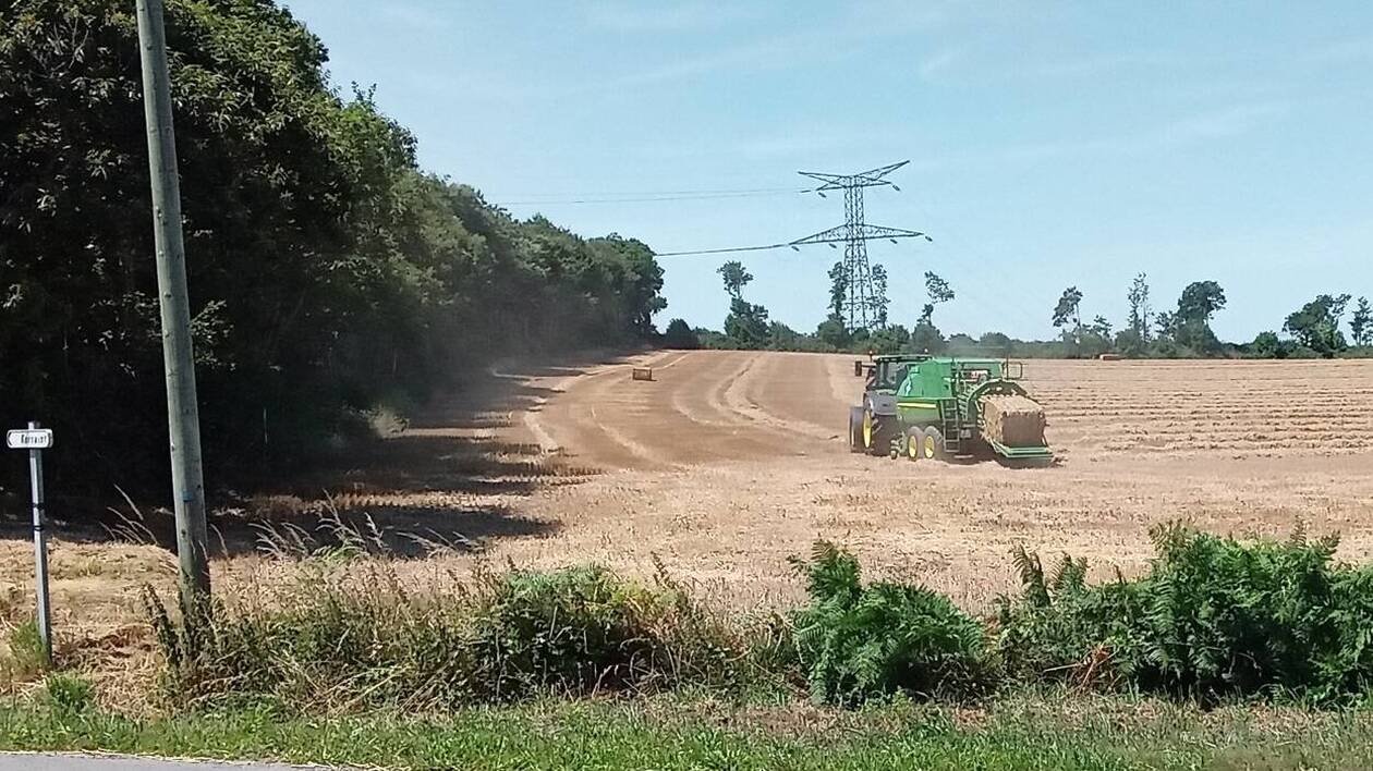 Les conditions climatiques chaudes accélèrent la période des moissons dans le Finistère