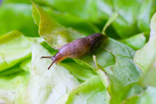 Rien ne marchait contre les limaces… jusqu’à cette astuce surprenante adoptée par de plus en plus de jardiniers