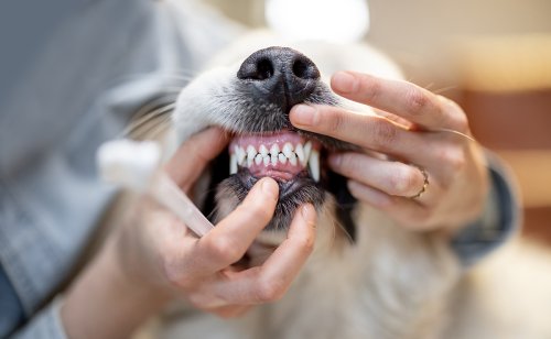 10 conseils pour prendre soin de la dentition de son chien !