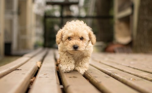 7 clichés qui collent à la peau des petits chiens qu'il serait temps de revoir !