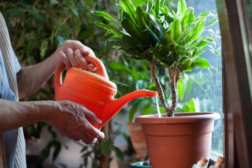 Cette eau que vous pensez sale est en réalité une vraie bénédiction pour vos plantes
