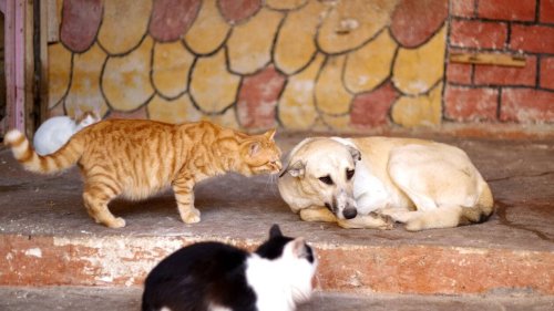 « Dangereux et nuisibles », sale temps pour les chats d’Iran