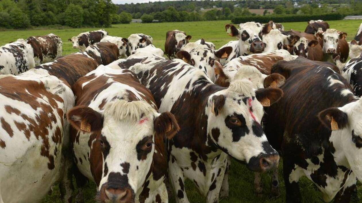 Ses vaches ont bien été impactées par la ligne à haute tension : un éleveur normand gagne face à RTE