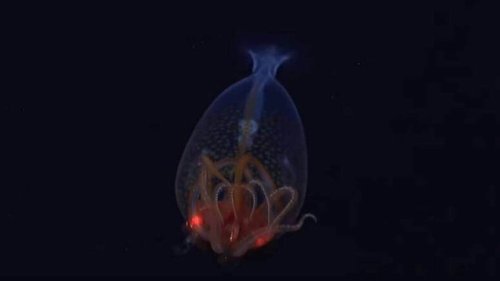 Un calamar colossal vivant a été filmé pour la première fois dans l’océan Atlantique