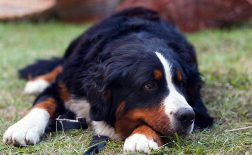 Maladies parasitaires chez le chien : quelles-sont-elles ?