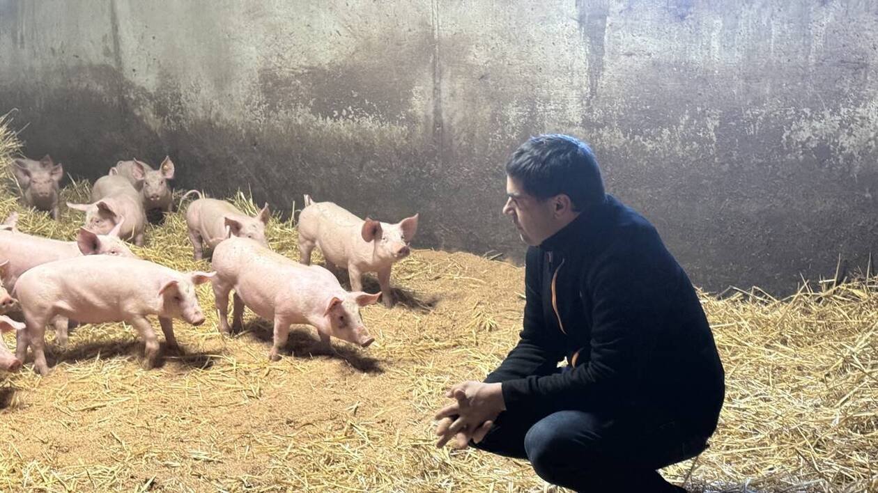 Des porcs sarthois de 135 kg nourris au pain et céréales locaux : « la demande de produits moins gras est nett