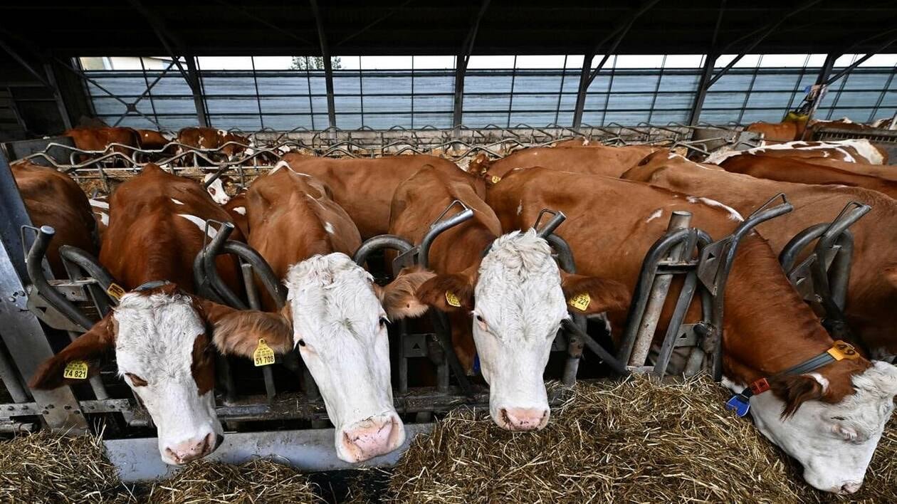 Consommation : « Le régime carnivore affame la planète et augmente le réchauffement climatique »