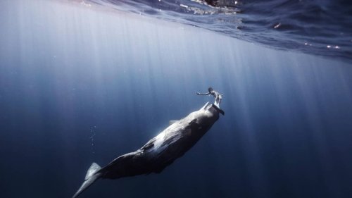 Le Mans. « J’ai joué sous l’eau, elles ont répondu » : concert avec les baleines samedi 29 janvier
