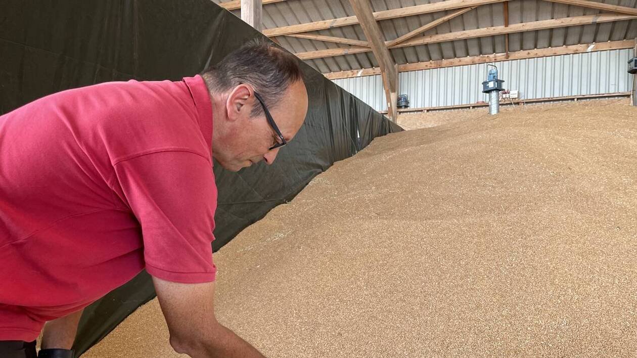 REPORTAGE. Près de Caen, une moisson précoce et des récoltes à la hauteur des attentes
