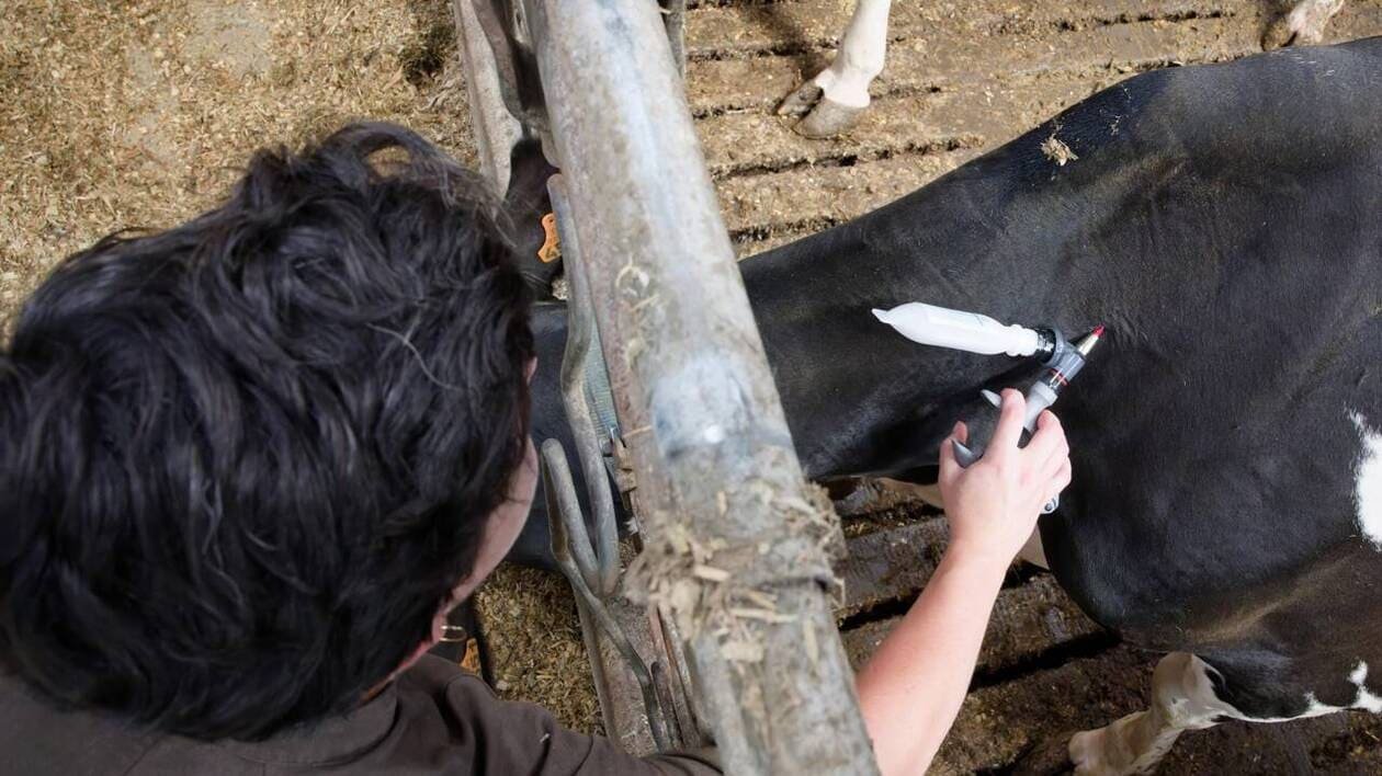 Dans l’Ouest, les élevages touchés de plein fouet par les épidémies sanitaires