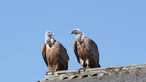 Insolite. Un couple de vautours fauves observé en Morbihan : « C’est rarissime »