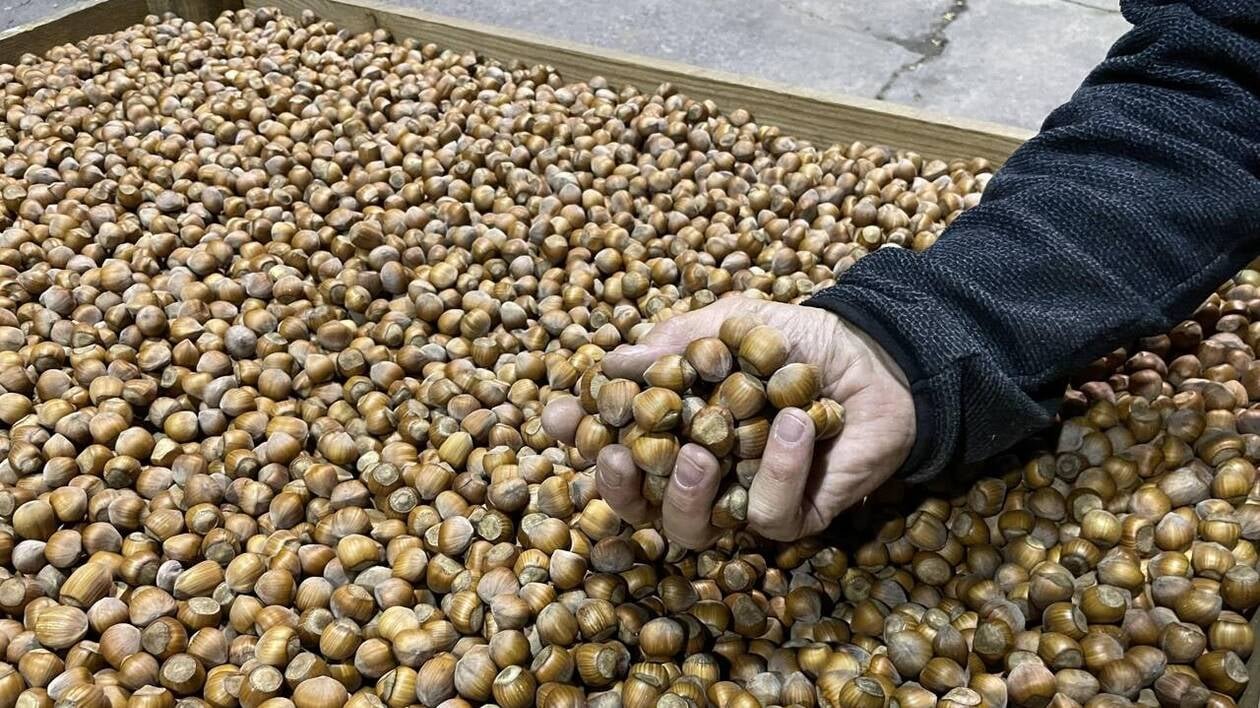 Néonicotinoïdes en agriculture : la transition vers des alternatives est « inachevée »