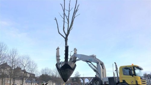 Laval. 58 000 € pour transplanter dix arbres, de la place du 11-Novembre au square de Boston