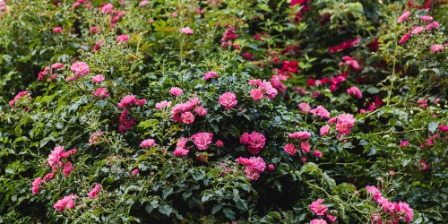 Planter un rosier buisson : où, quand, comment et quel entretien ?