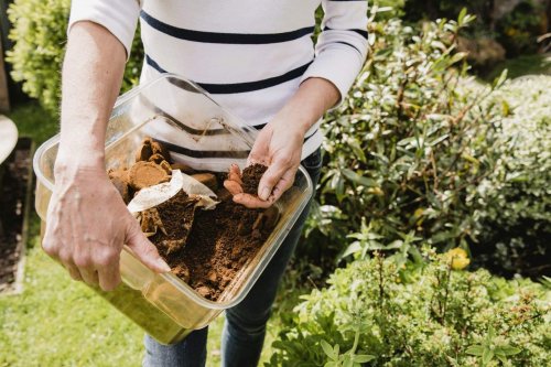 Ces plantes ne veulent surtout pas de marc de café et risquent d'en mourir : pourquoi cet engrais n'est pas universel