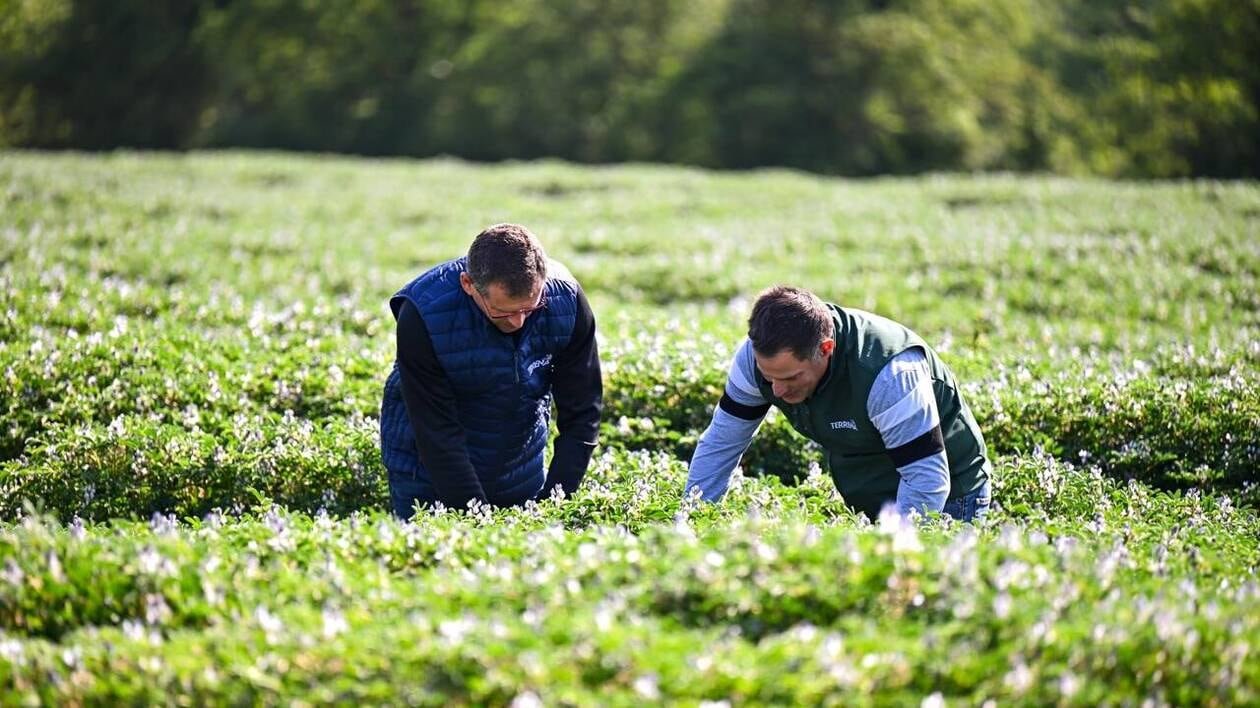 Terrena veut relancer sa production en France : pourquoi le lupin veut jouer dans la cour des grands