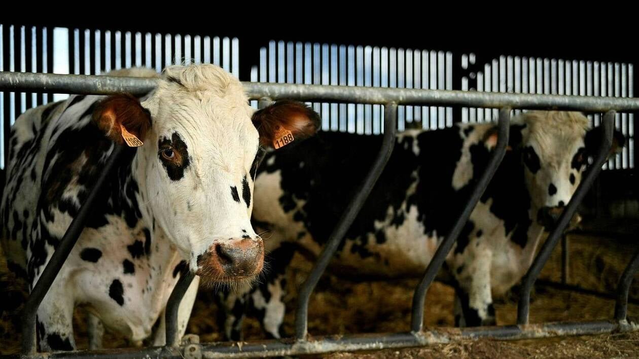 Dermatose : l’Espagne rouvre ses frontières aux bovins français vaccinés, sous conditions