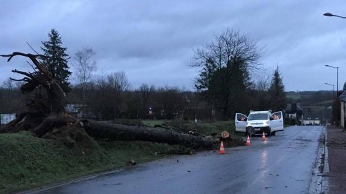 Intempéries. Un arbre tombe sur la route entre Le Tourneur et Saint-Martin-des-Besaces