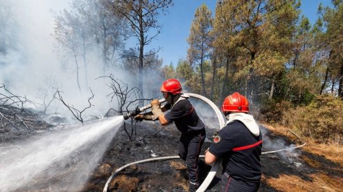 Une semaine après l’incendie en forêt de Brocéliande, l’heure est aux constatations