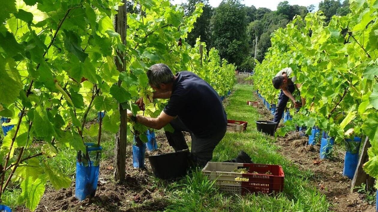 Vendanges en Champagne : un procès s’ouvre jeudi pour traite d’être humains dans un vignoble