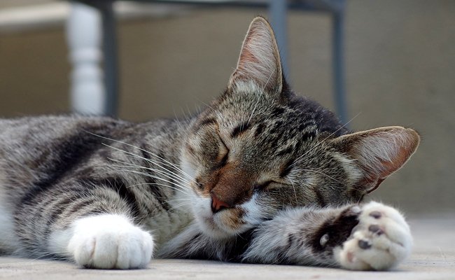 Le Mag du Chat - cover