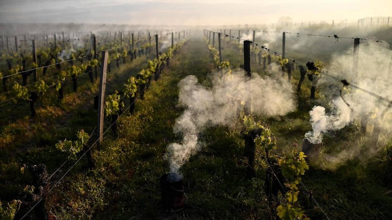 Pourquoi les viticulteurs ont-ils encore le droit de pratiquer le brûlage de sarments dans leurs vignes ? On v