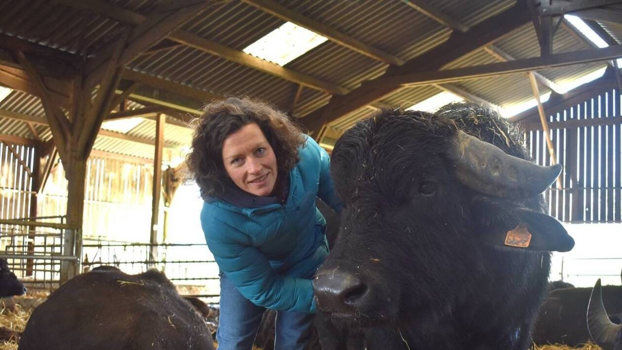 PODCAST. Ancienne vétérinaire, Suzanna Lemoine élève des bufflonnes en Ille-et-Vilaine