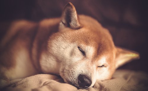 7 préjugés sur le Shiba Inu : mythes, réalités et idées reçues !