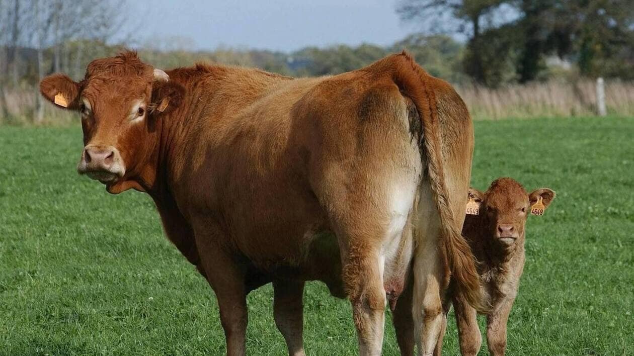 Échappées dans la nuit, onze vaches en divagation ce dimanche soir à proximité d’Abbaretz