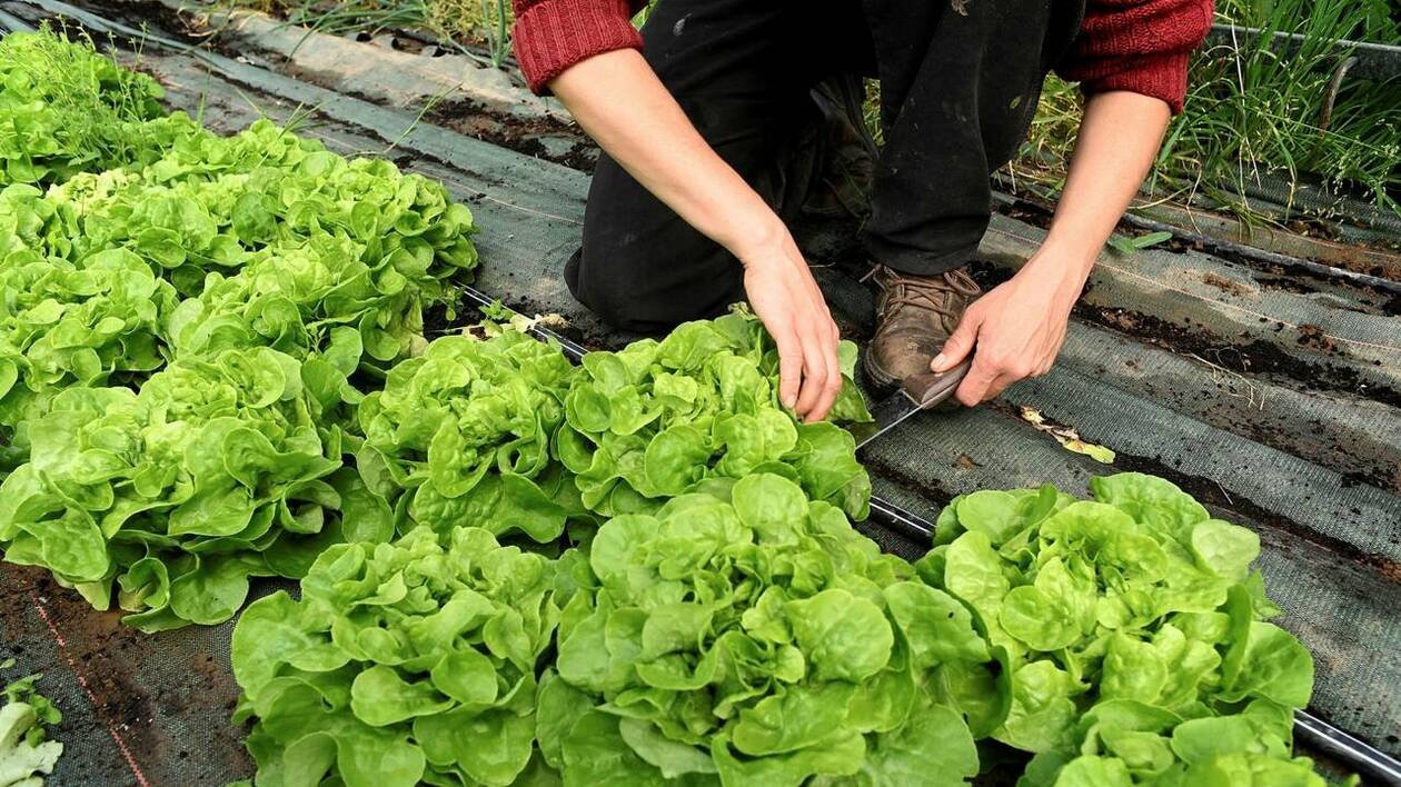 La ville de Rezé s’affaire pour racheter la dernière exploitation agricole de la commune, la Safer veille au g