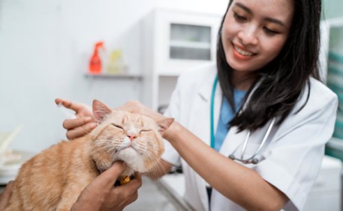 Quels rappels vaccinaux pour mon chat ?