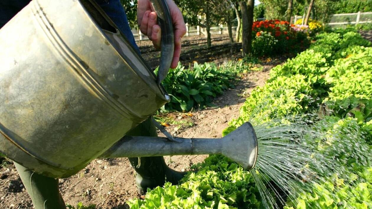Peut-on arroser ses plantes avec un autre liquide que de l’eau ? On vous répond