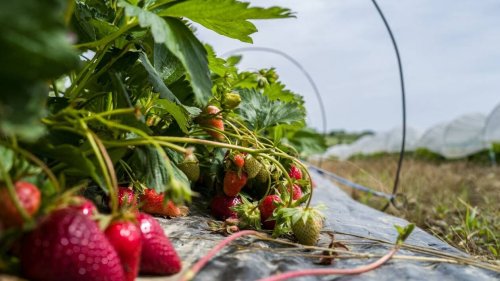 Des fraises rapidement invendables en raison des fortes chaleurs, les prix augmentent