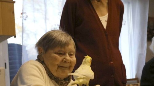Des oiseaux voleront dans la salle de cinéma à l’issue du film Les oiseaux de pluie, à Nantes