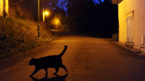 Ne pas pucer votre chat peut vous coûter très cher