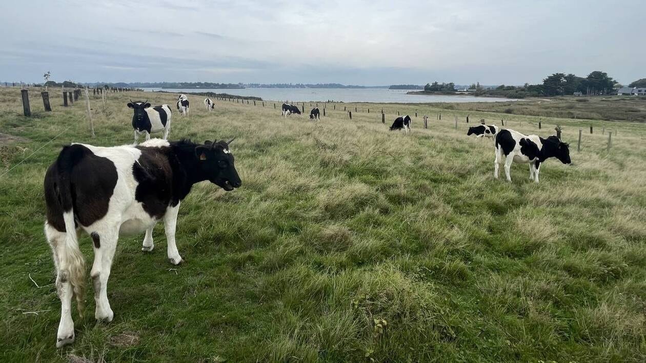 Sur l’île d’Arz, ces paysans vivent de leur travail et prennent le temps de vivre
