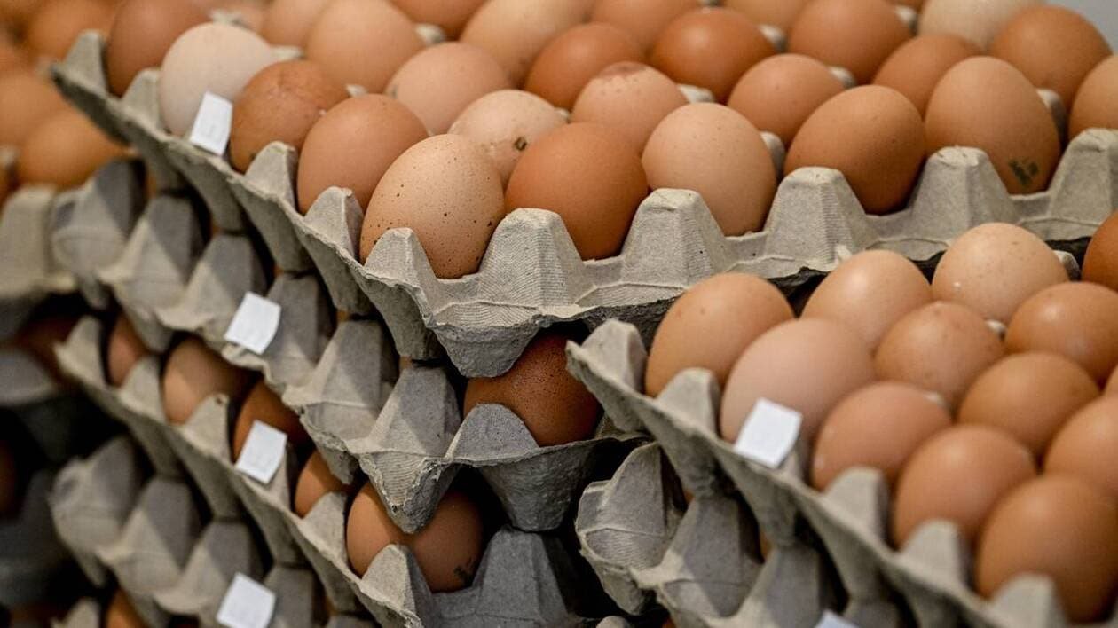 Ces milliers d’œufs venus d’Ukraine importés en France créent la polémique
