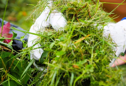 Attention : composter l’herbe de tonte peut vite tourner au cauchemar si vous oubliez ce détail
