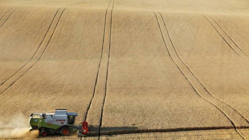 Le cours du blé bat son record absolu sur le marché européen après l’annonce de l’embargo de l’Inde