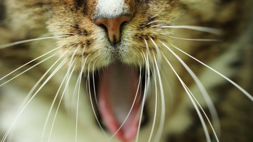 Un chat victime de sévices physiques et sexuels dans le Cher, deux hommes interpellés