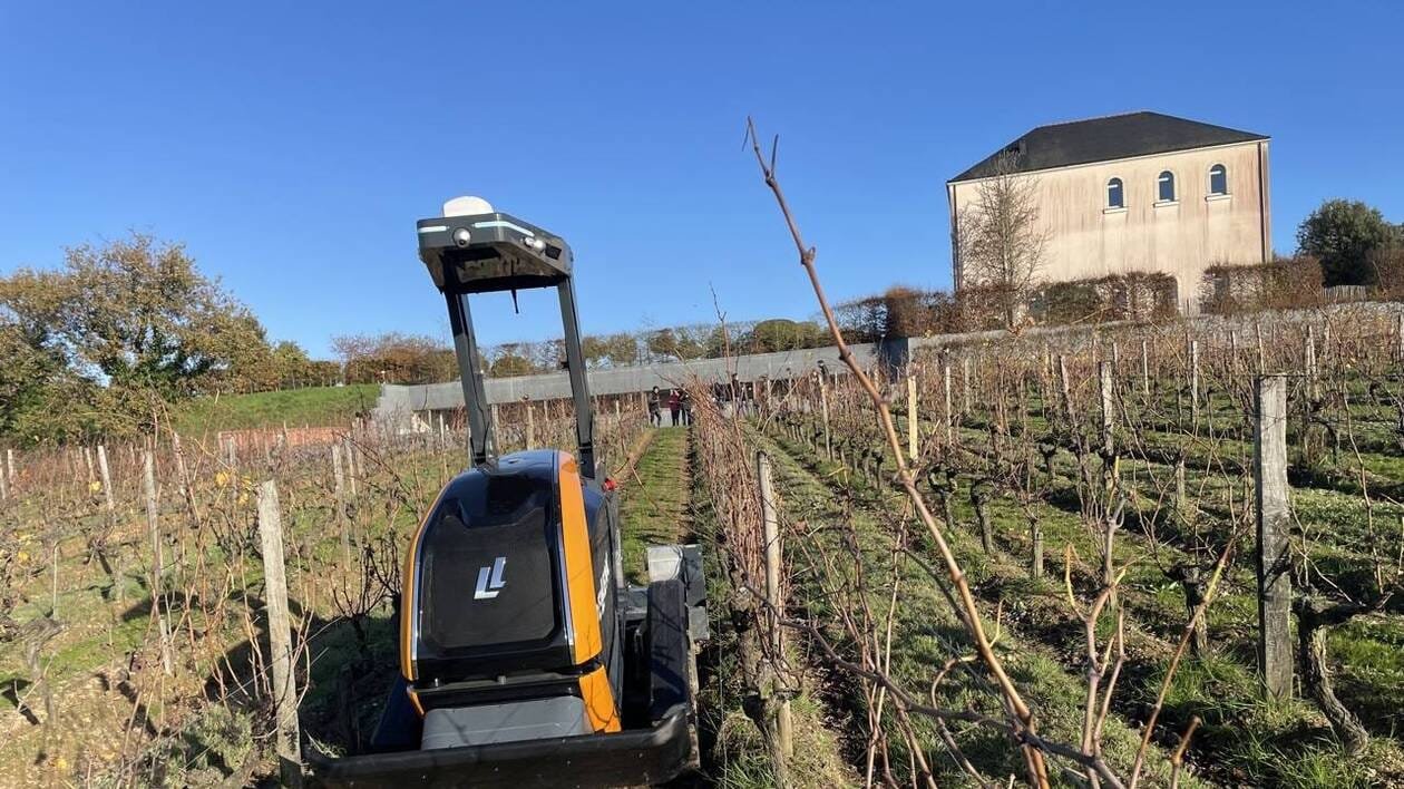 « Un gain de temps » : ce petit robot travaille seul dans un vignoble en Maine-et-Loire, de jour comme de nuit
