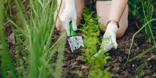 5 conseils pour se passer des pesticides au jardin