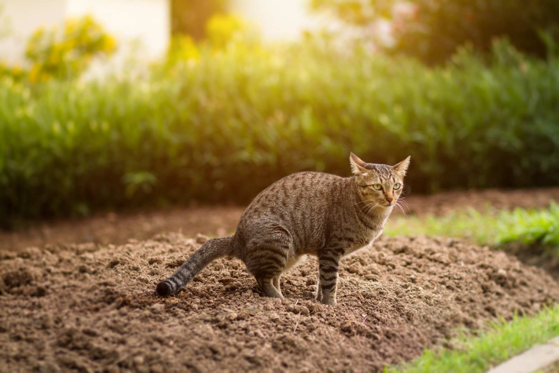 Ces deux fruits que vous avez chez vous vont enfin empêcher les chats de transformer votre jardin en litière géante